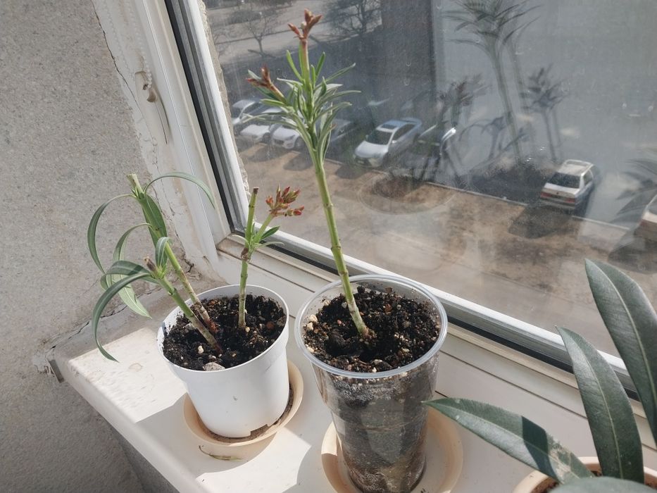 Цветы алеандра  продам