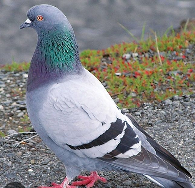 Продаётся мясо голубя!