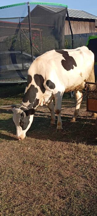 Junică Holstein, de un Vițel și Gestantă cu al 2-lea + Mulgătoare