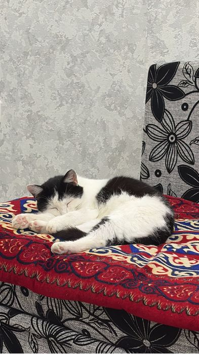отдам кота в добрые руки