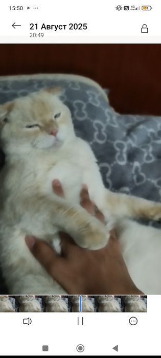 Пропал кот имя снежок цвет глаз голубой золотистые уши спина хвост