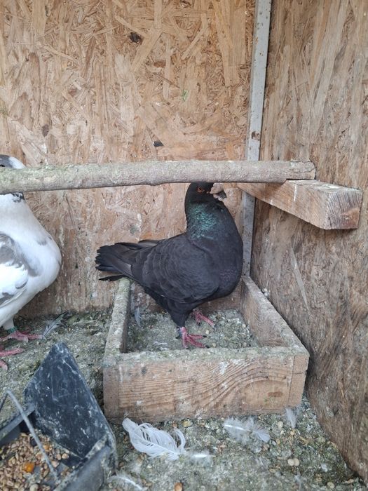 Porumbei Americani de vanzare