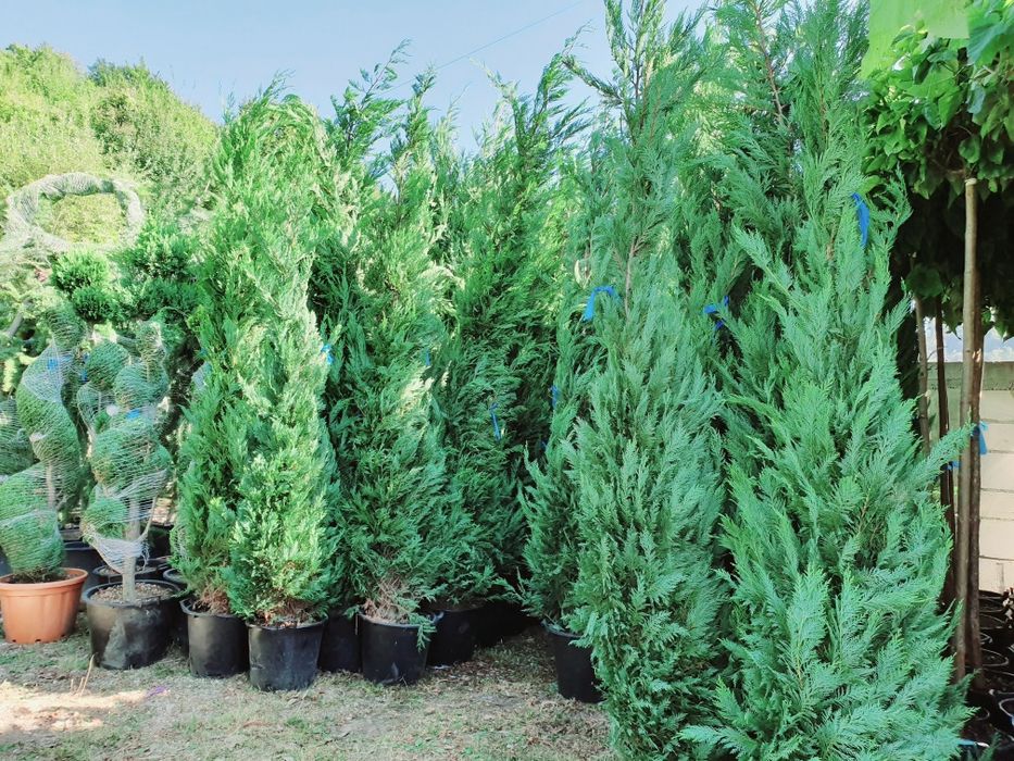 Tuia leylandii, gard viu, poze reale, pret minim.