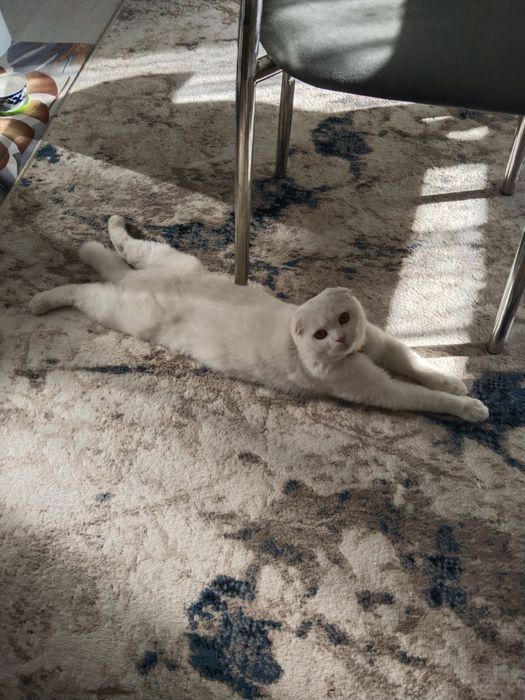 Продаю Скотш фолд