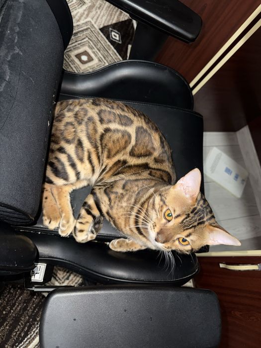 Продам бенгальского кота