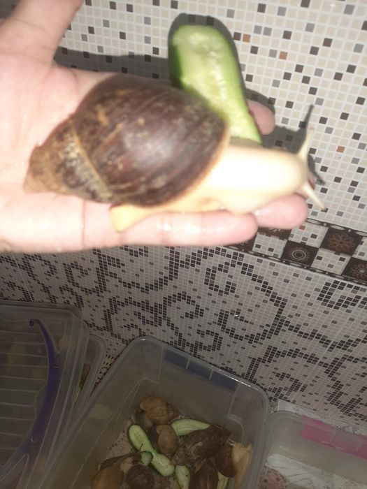 Ulitka sotiladi  6,7,8,9sm