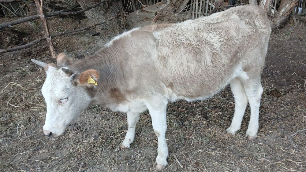 Продам коровы хорошие