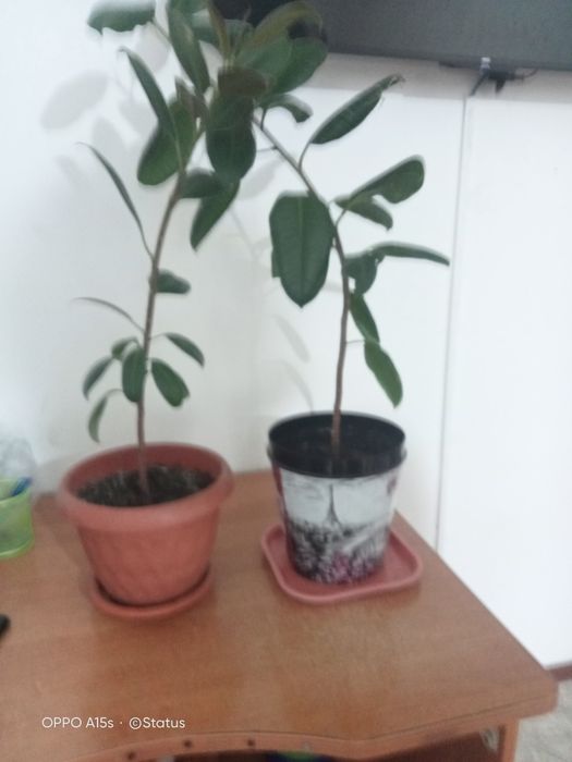 Гүлдер 4 штук метр