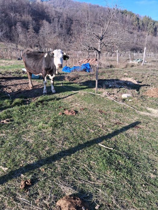 Vand Vaca rasa Holstine