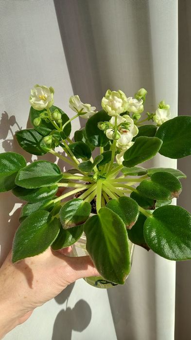 Фиалка сортовая  ЛЕКО-Танцы на Воде