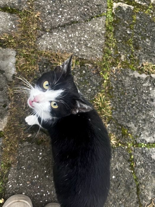 Търся дом на това прекрасно котенце