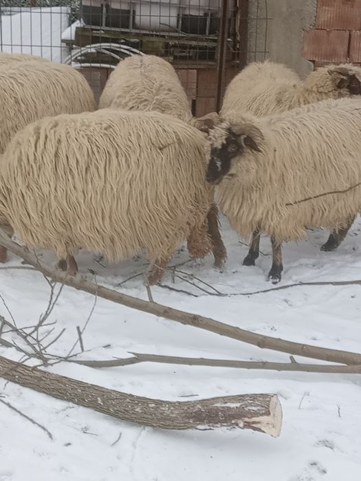 Vind 8 mioare și un berbec la alegere din 2