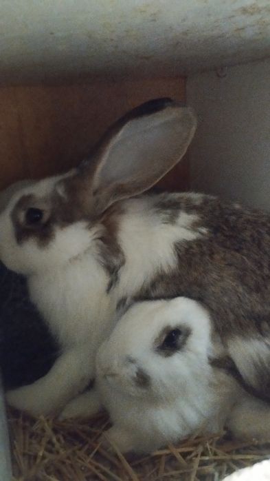 Продаются кролики