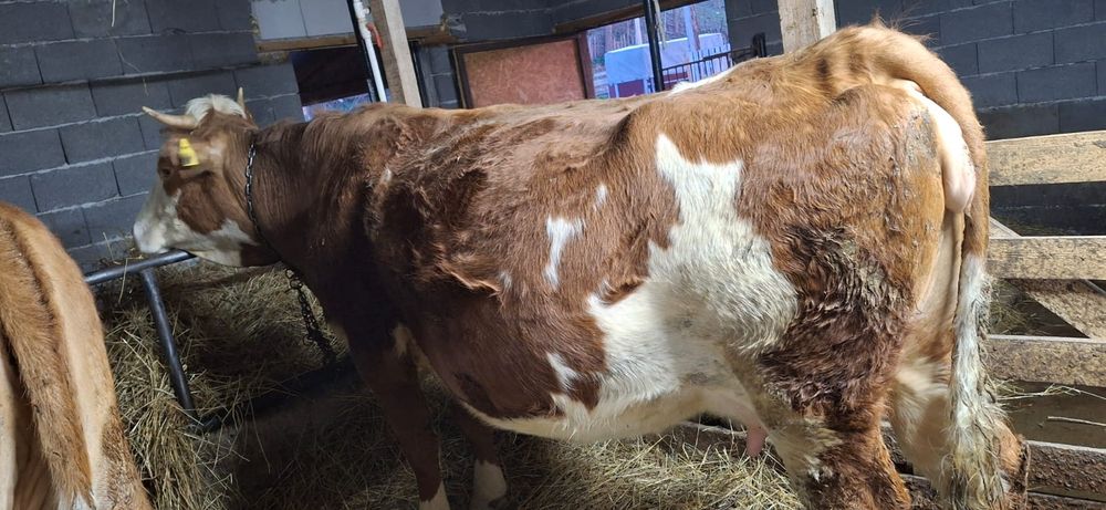 Vând vaci baltata românească