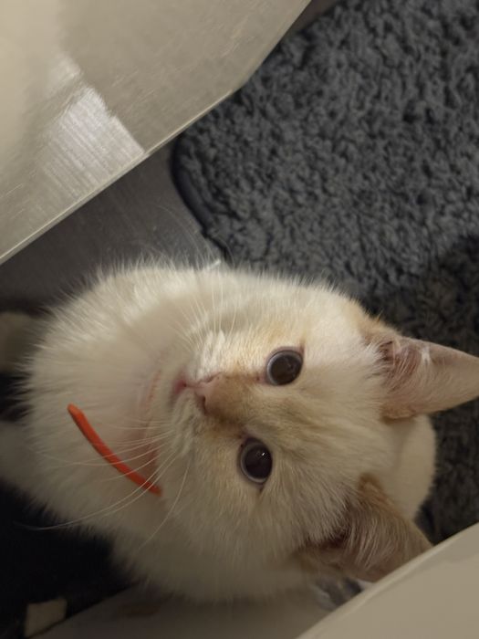 Отдам котенка в хорошие руки
