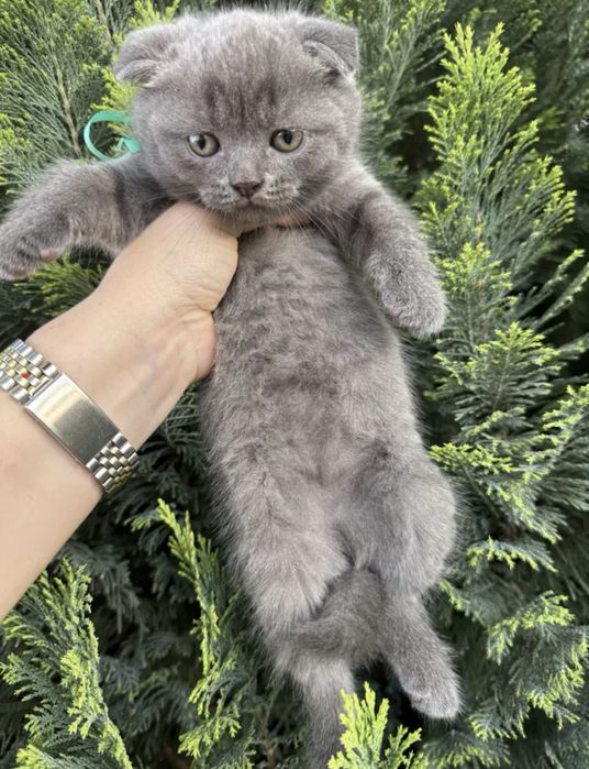 Scottish fold Mascul