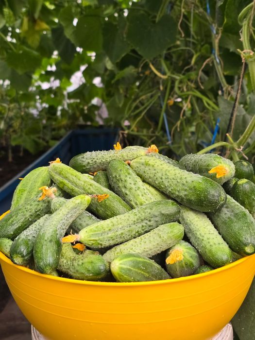 Продам домашние огурцы