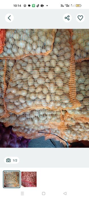 Cartofi sămânță ânmulțirea a doua