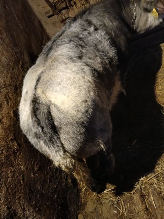 Vând vițel albastru belgian