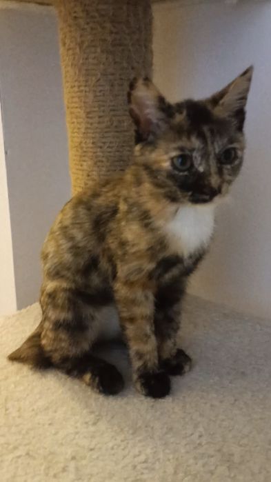 Котенок бесплатно