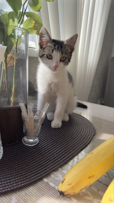 Котёнок ищет любящую семью