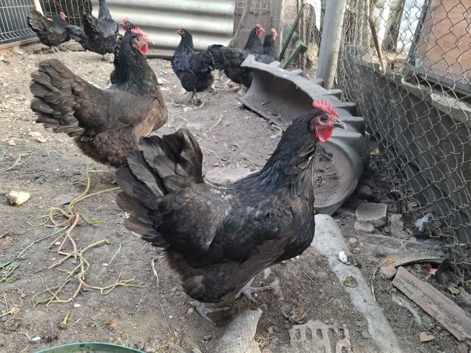 Australorp cauta altă casă. Gaini 2025.