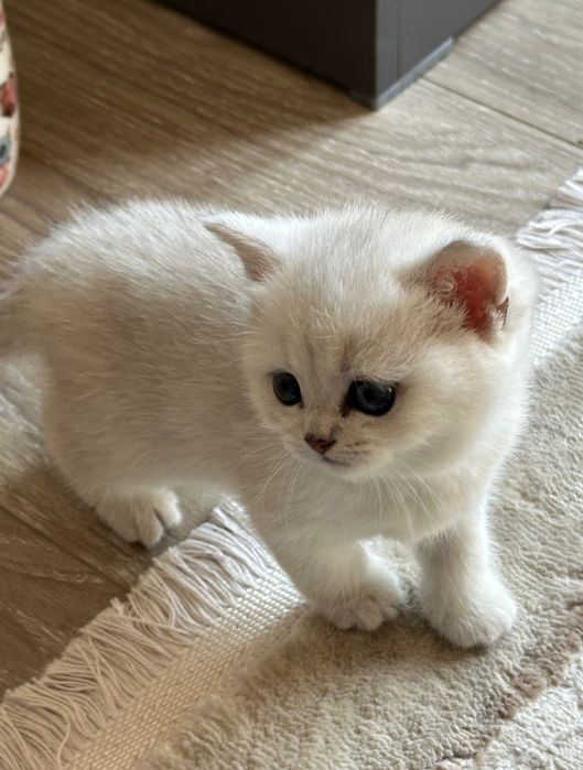 Британская Шиншилла Britan Shinshillasi кошка mushuk