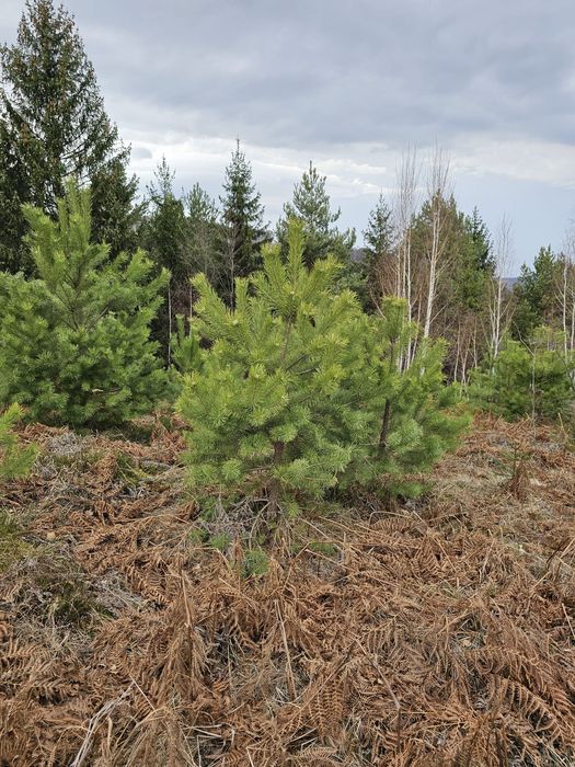 Plante ornamentale pentru gradina