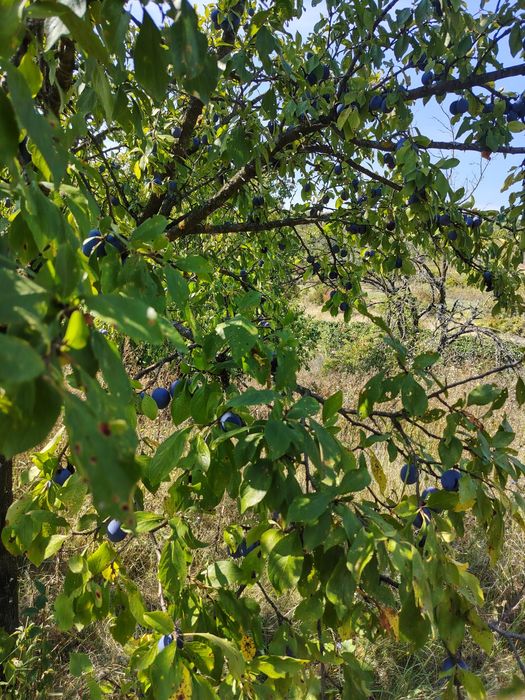 Prune Tuleu neculese