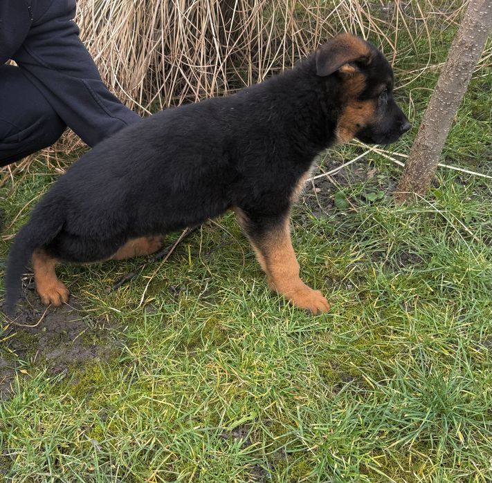 Ciobănesc german cu pedigre