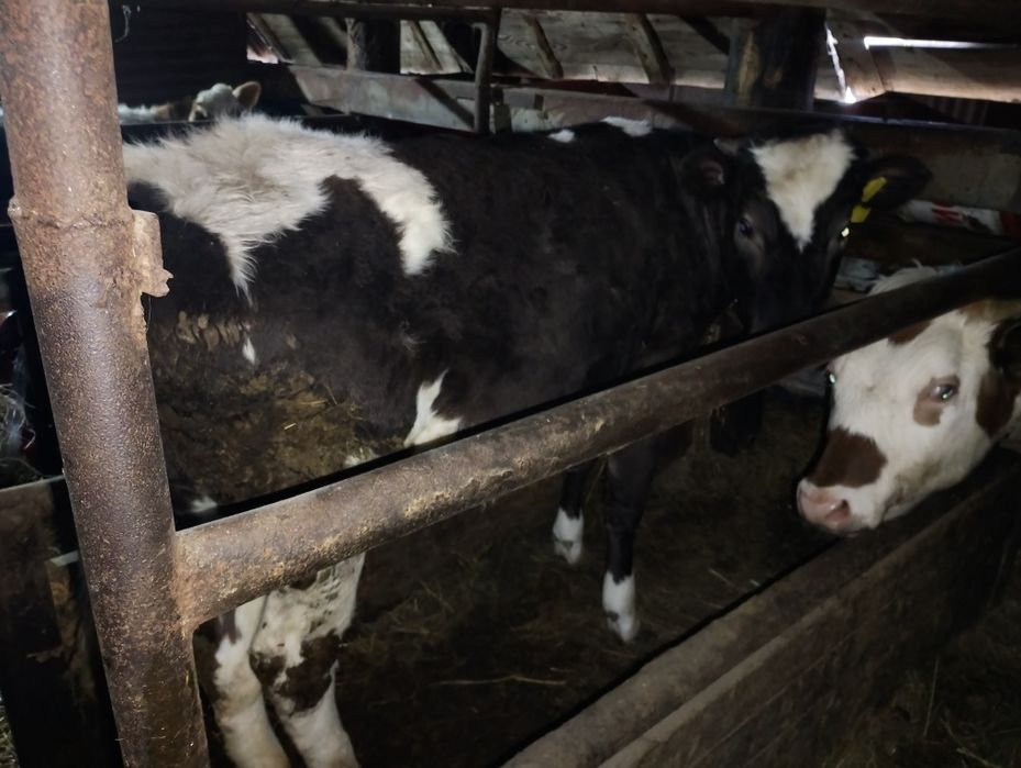 Продам 2 телочки