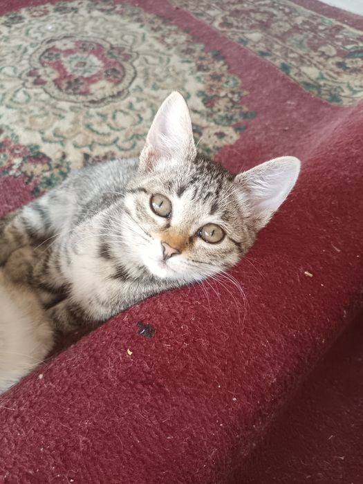 Котята хорошие мышеловы домашние