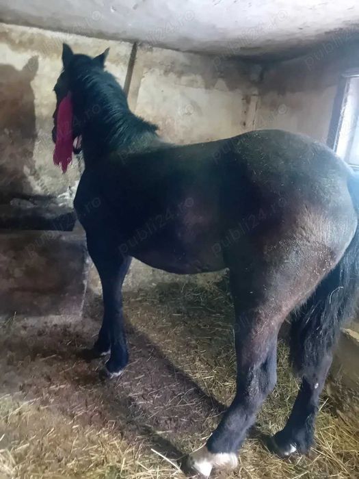 manza 9 luni (urgent)