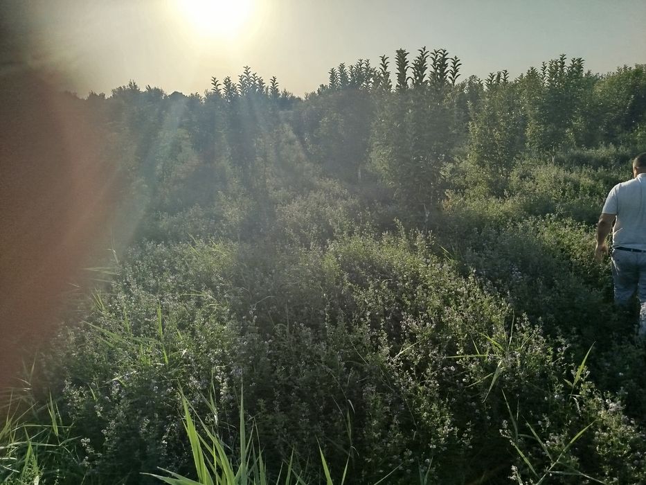 Õt sotiladi gullagan srochna