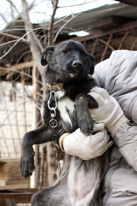 Отдам в добрые руки