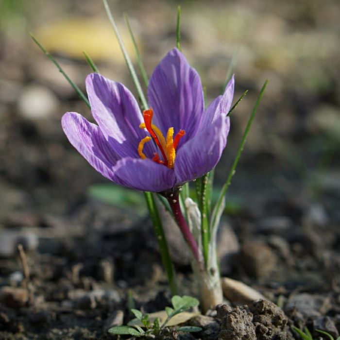 Șofran stamine (condiment)