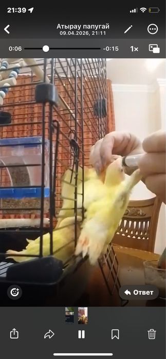 ручной папугай 10000 атырау