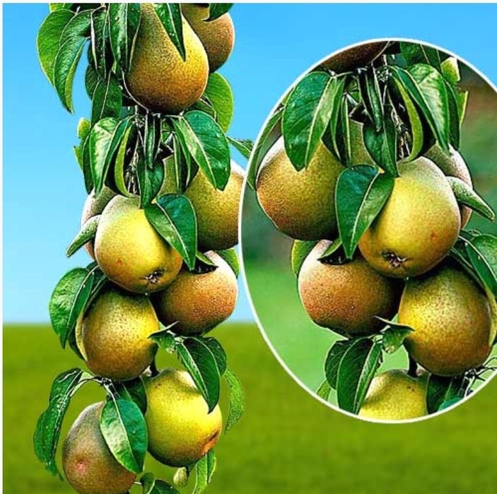 Pomi fructiferi columnari