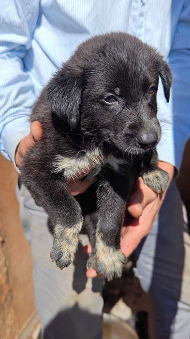 В ответственные руки щенки