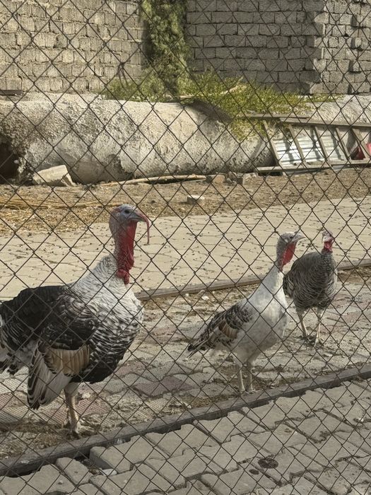 Kurka индюк sotiladi