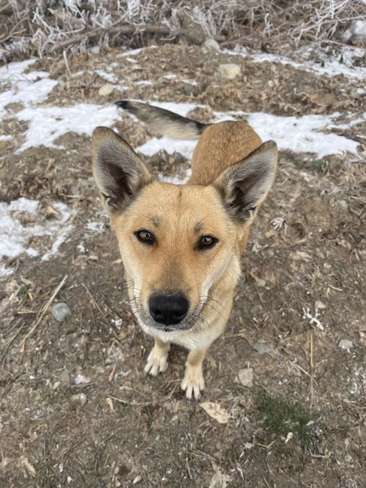 Отдам щенков в добрые руки