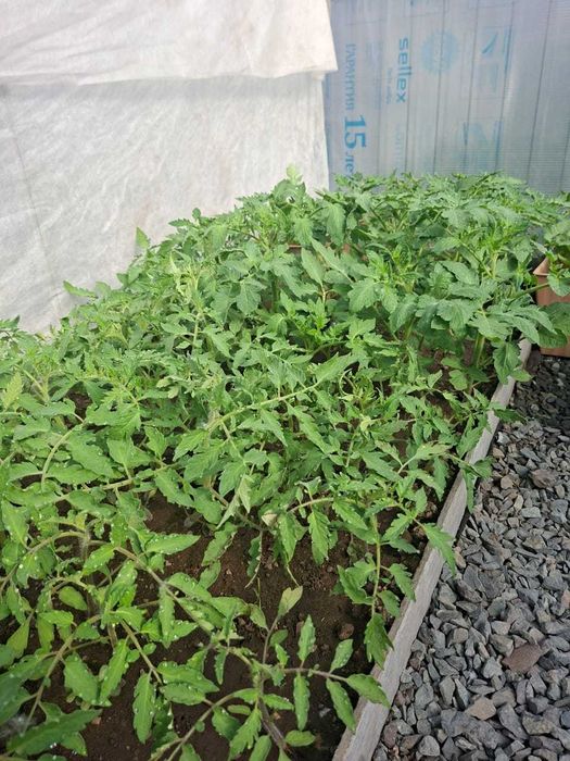 Продам.   рассаду по 100