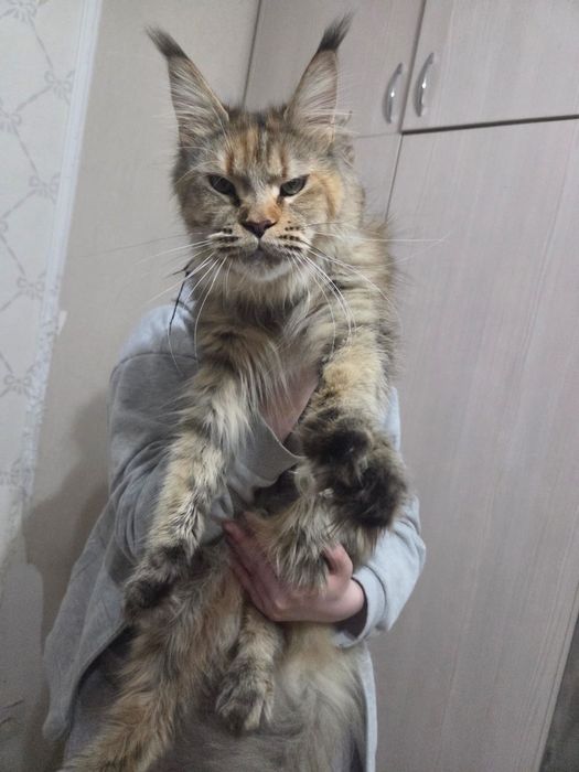 Кошка породы Мейн кун