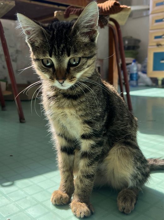 отдадим маленькую кошечку