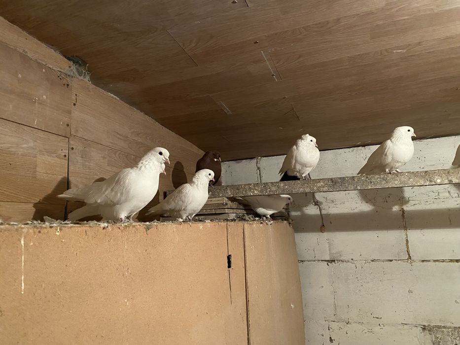 Голуби на торжество и фотосессию
