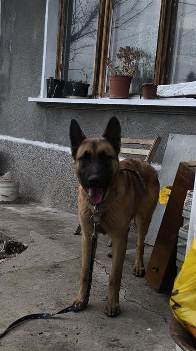 Продавам чистокръвна белгийска овчарка