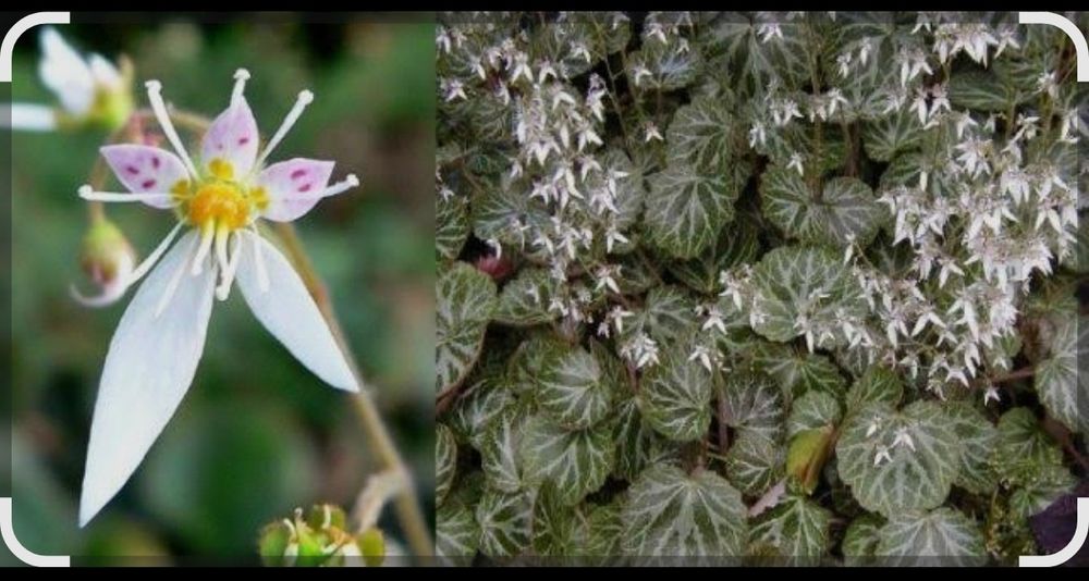Камнеломка плетеносная 'Maroon Beauty'