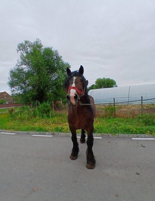Armasar de vanzare