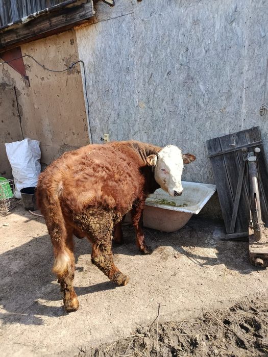 Продам бычков ,годовалые.