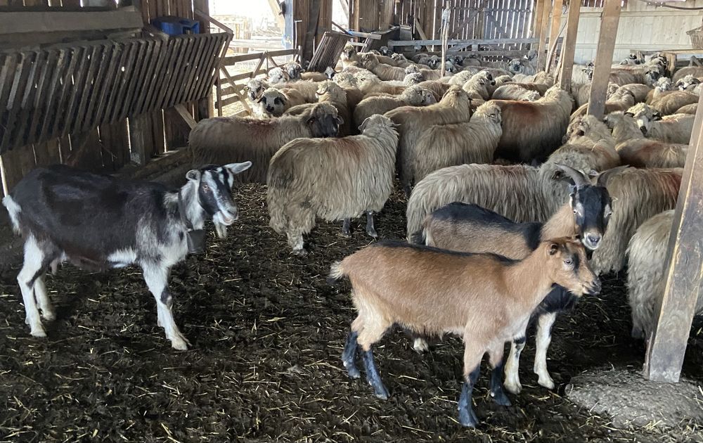 Vând capre tinere bune de lapte
